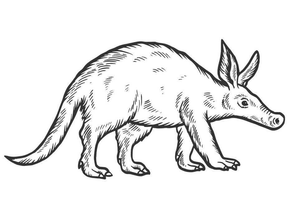 dibujo cerdo hormiguero basico para colorear