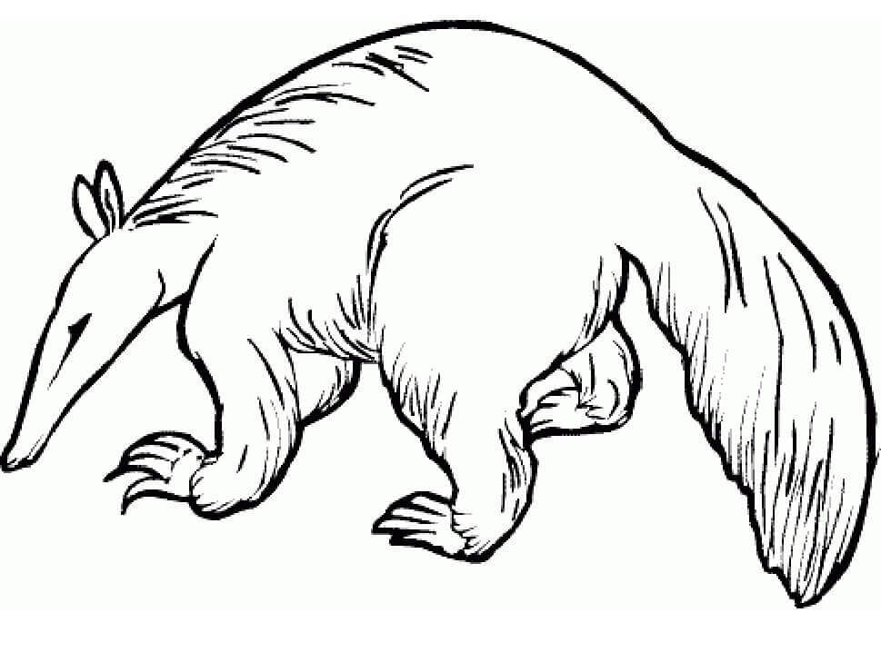 dibujo oso hormiguero salvaje para colorear