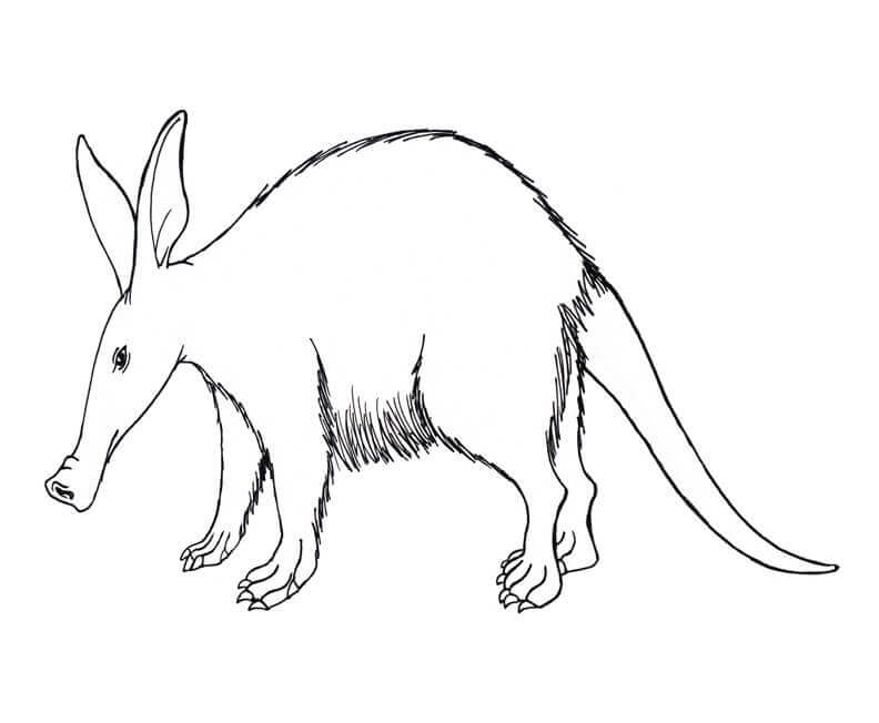 dibujo un oso hormiguero divertido para colorear