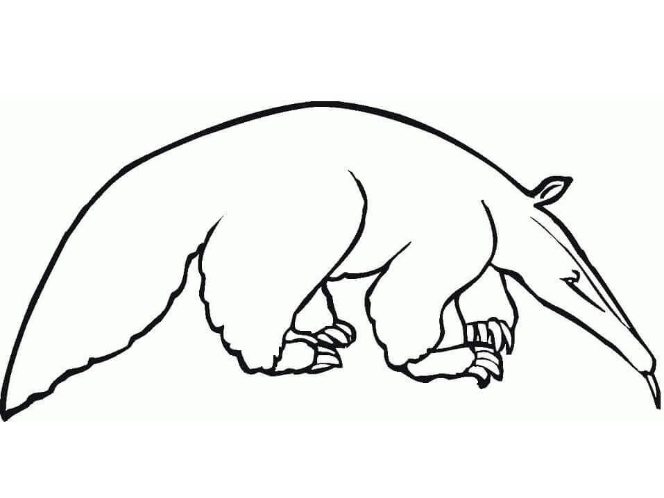 dibujo un oso hormiguero salvaje para colorear