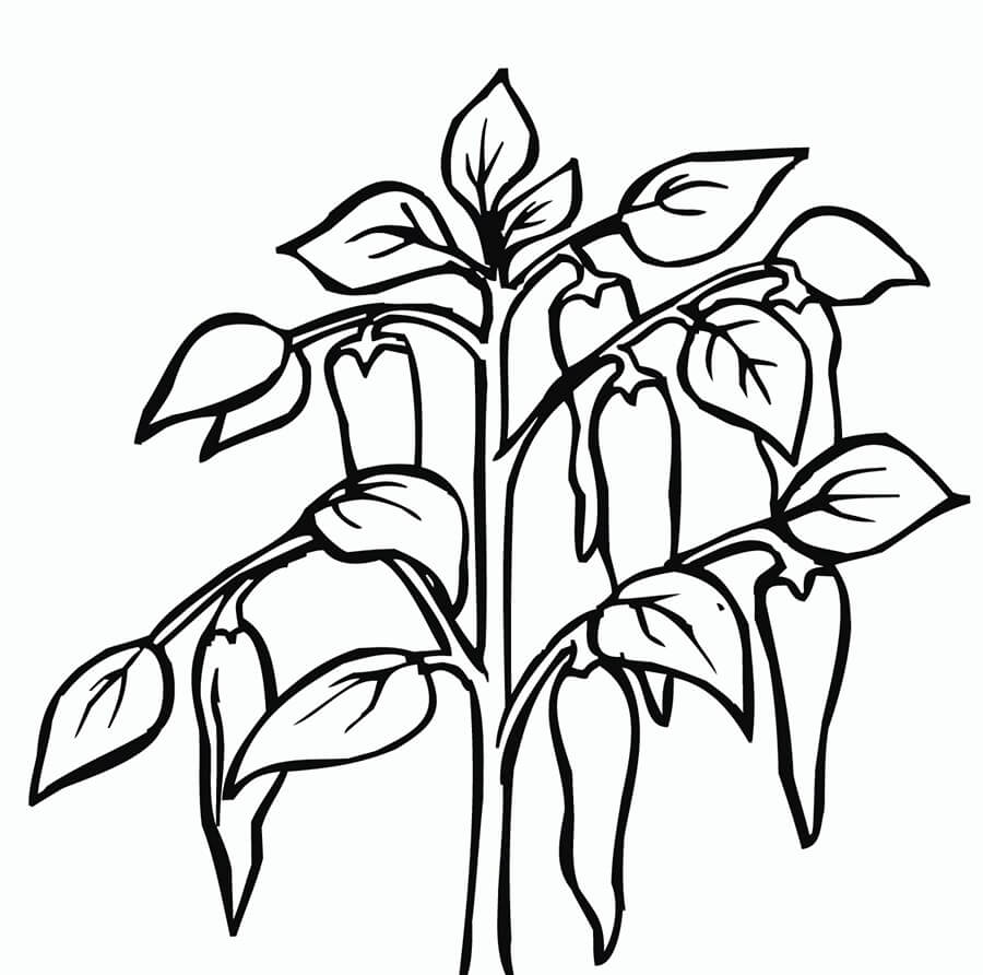 Dibujo de Ají de Árbol para Colorear y Imprimir