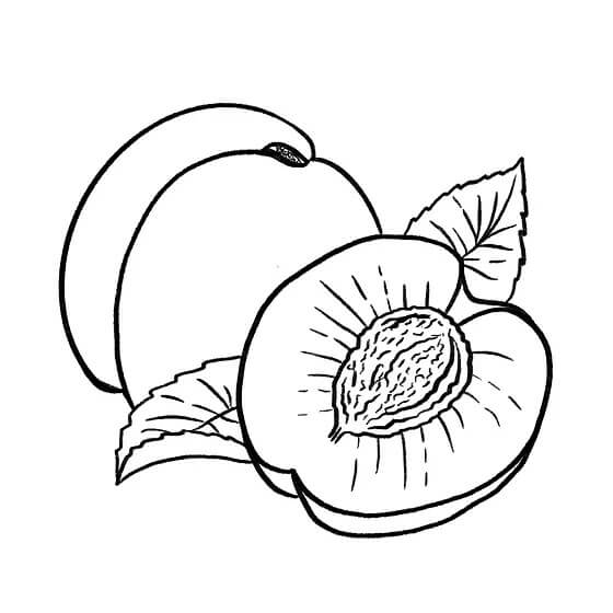 dibujo aceite de semilla de albaricoque para colorear