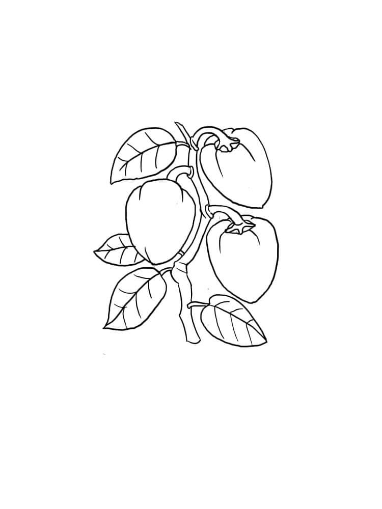 dibujo albaricoque imprimible para colorear