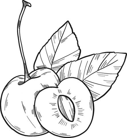 dibujo dibujar a mano albaricoque para colorear