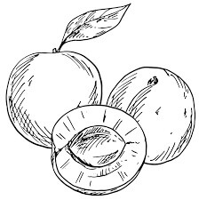 dibujo dibujo de tres albaricoque para colorear