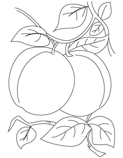 dibujo dos albaricoques con hoja para colorear