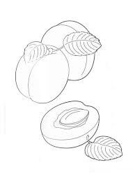 dibujo dos albaricoques y medio albaricoque para colorear