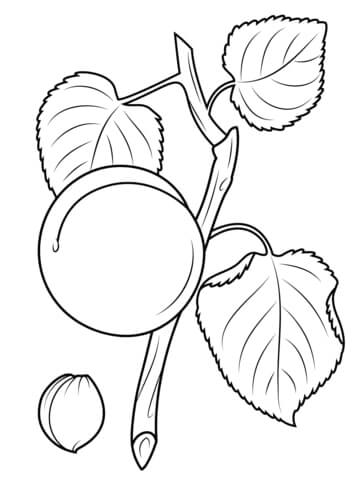 dibujo rama de albaricoque para colorear