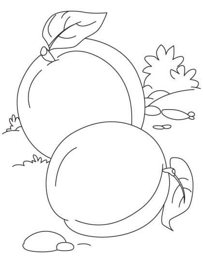 Dibujo de dos Albaricoques Básicos para Colorear y Imprimir