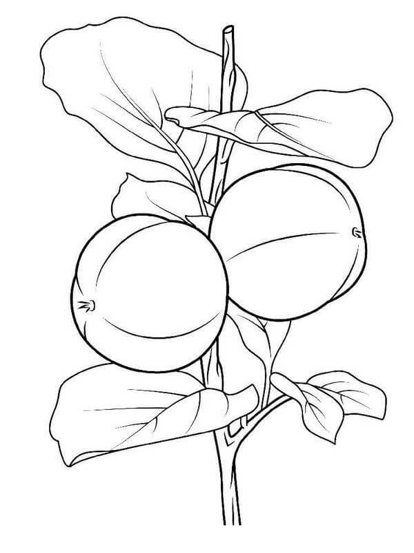 Dibujo de dos Albaricoques En La Rama de Un Árbol para Colorear y Imprimir
