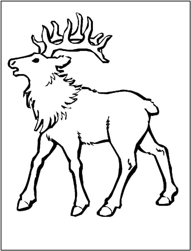 dibujo alce basico para colorear