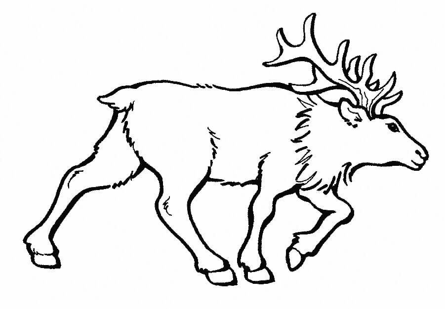 dibujo alce caminando para colorear