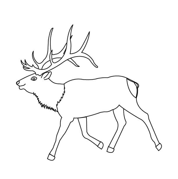 dibujo alces en el lago poco profundo para colorear