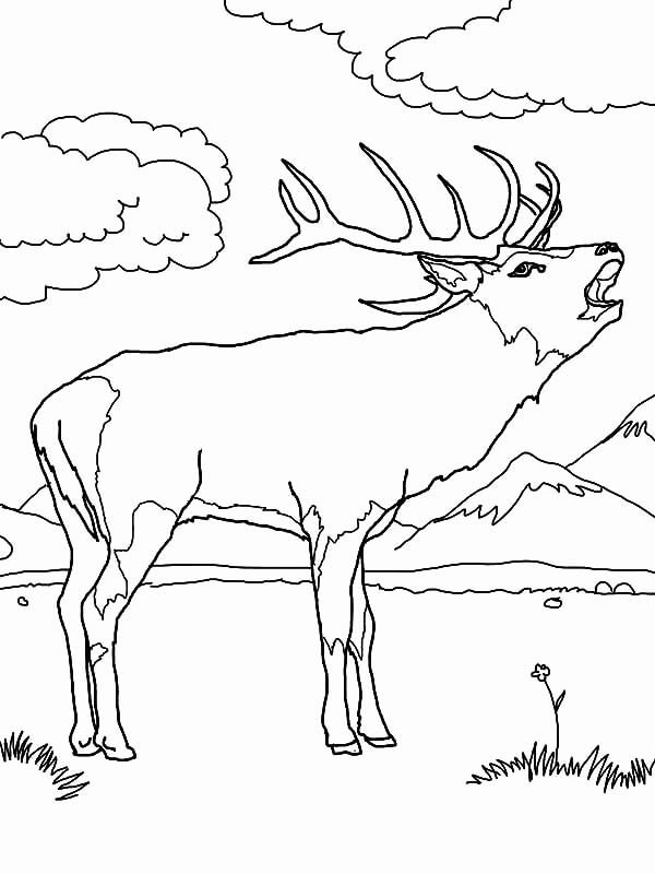 dibujo alces en la jungla para colorear