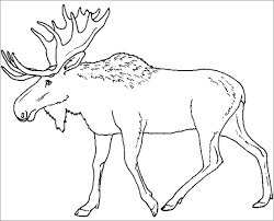 Dibujo de Alce Alce Caribú para Colorear y Imprimir