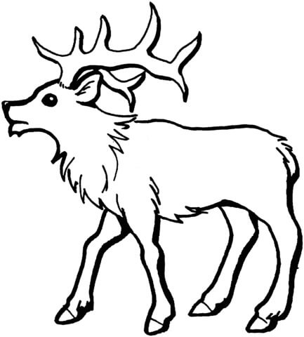 Dibujo de Alce Joven para Colorear y Imprimir
