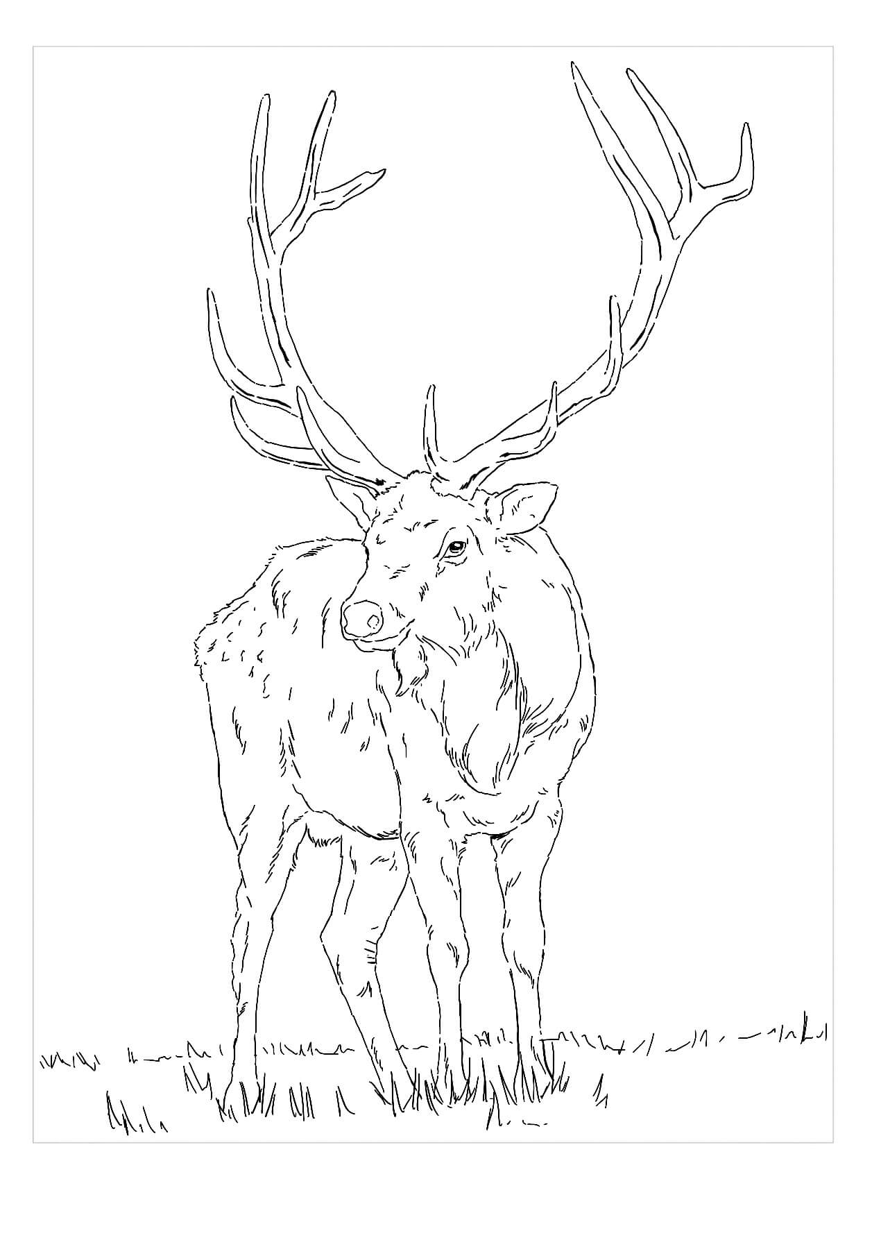Dibujo de Alce Normal para Colorear y Imprimir