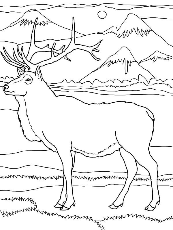 Dibujo de Alce por La Montaña para Colorear y Imprimir