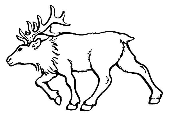Dibujo de Alce Toro para Colorear y Imprimir