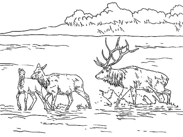 Dibujo de Alces En El Lago Poco Profundo para Colorear y Imprimir