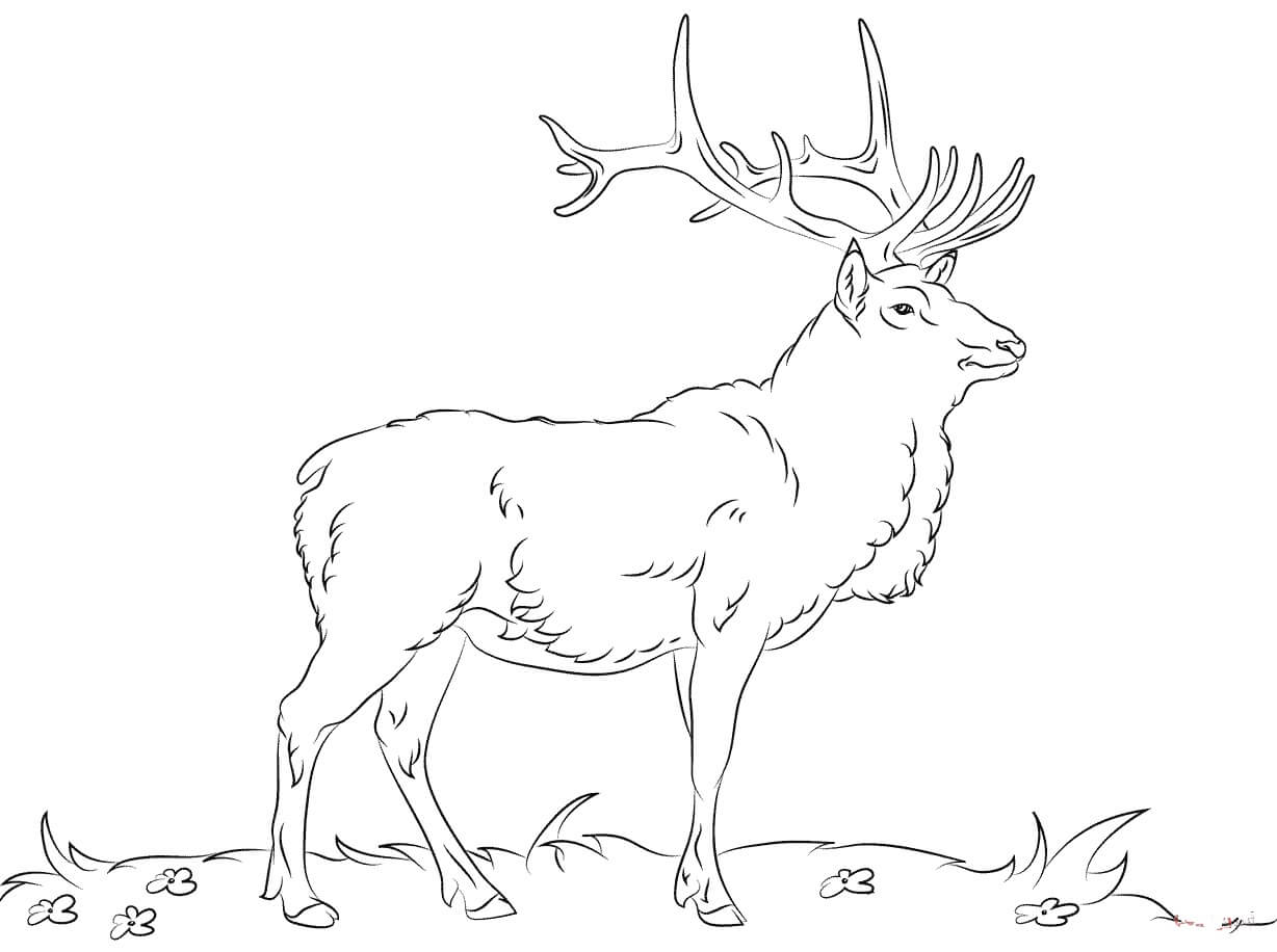 Dibujo de Alces Norteamericanos para Colorear y Imprimir