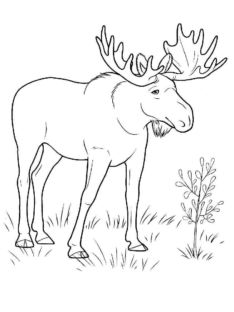 Dibujo de Viejo Alce para Colorear y Imprimir