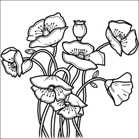 Dibujo de Amapola 1 para Colorear y Imprimir