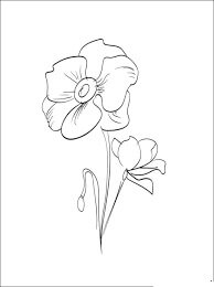 Dibujo de Amapola 2 para Colorear y Imprimir