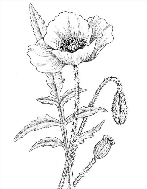 Dibujo de Amapola 3 para Colorear y Imprimir