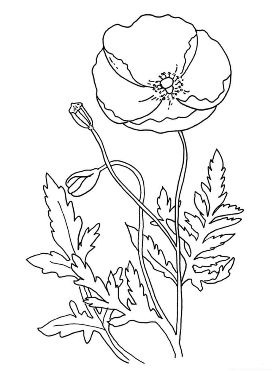 Dibujo de Amapola 5 para Colorear y Imprimir