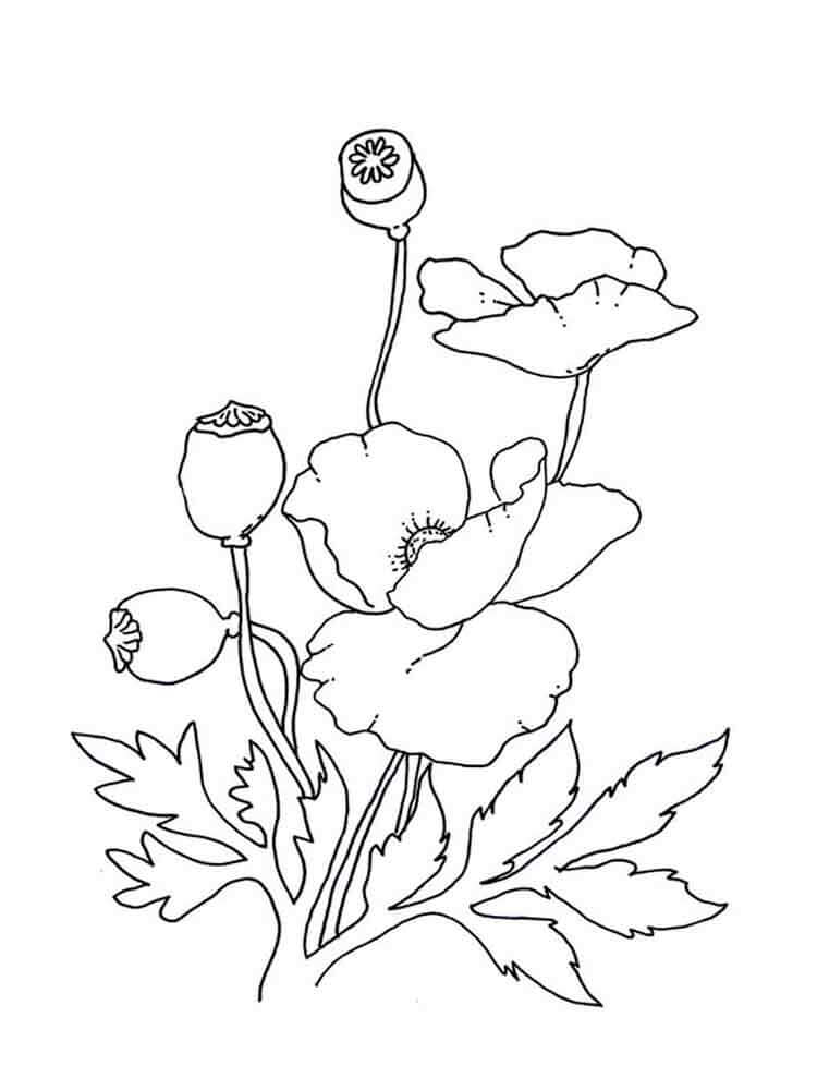 Dibujo de Amapola 6 para Colorear y Imprimir