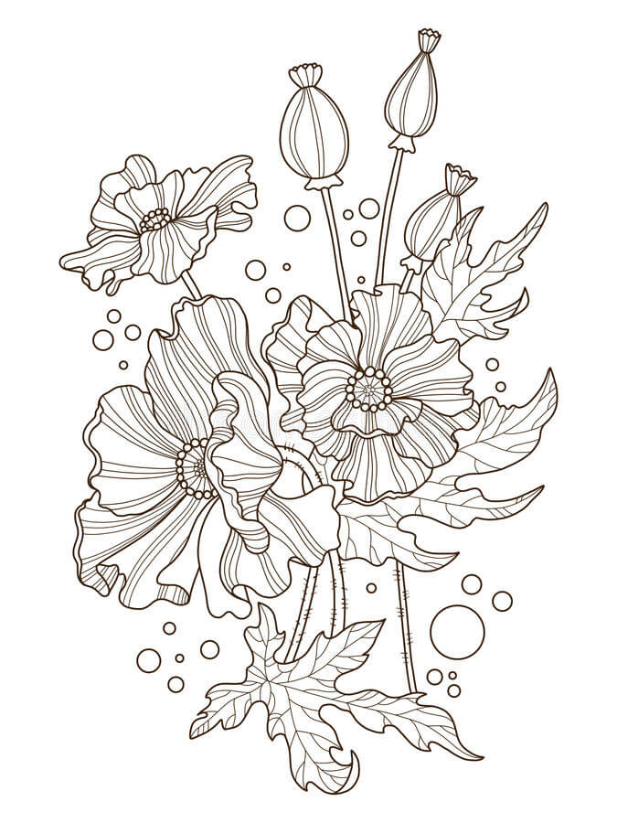 Dibujo de Amapola Adulta para Colorear y Imprimir