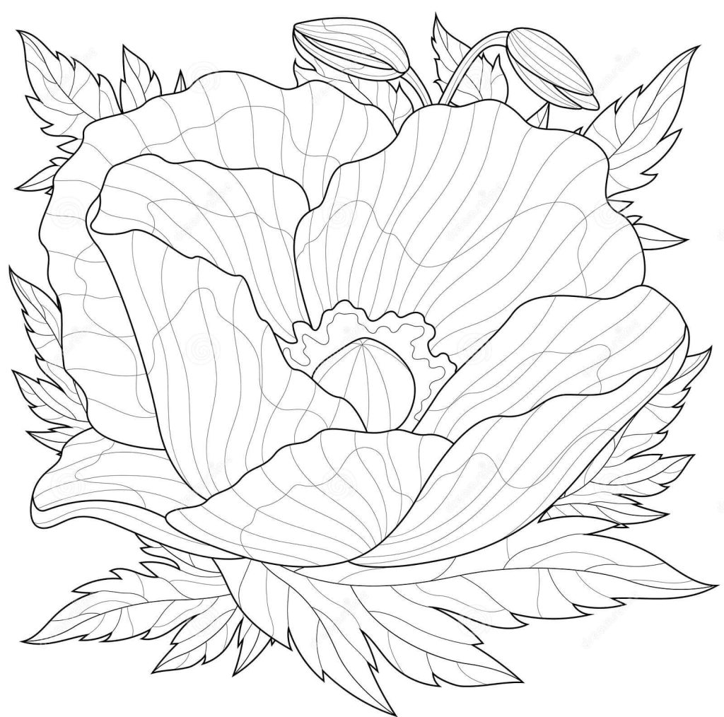 Dibujo de Amapola Con Hojas Alrededor para Colorear y Imprimir