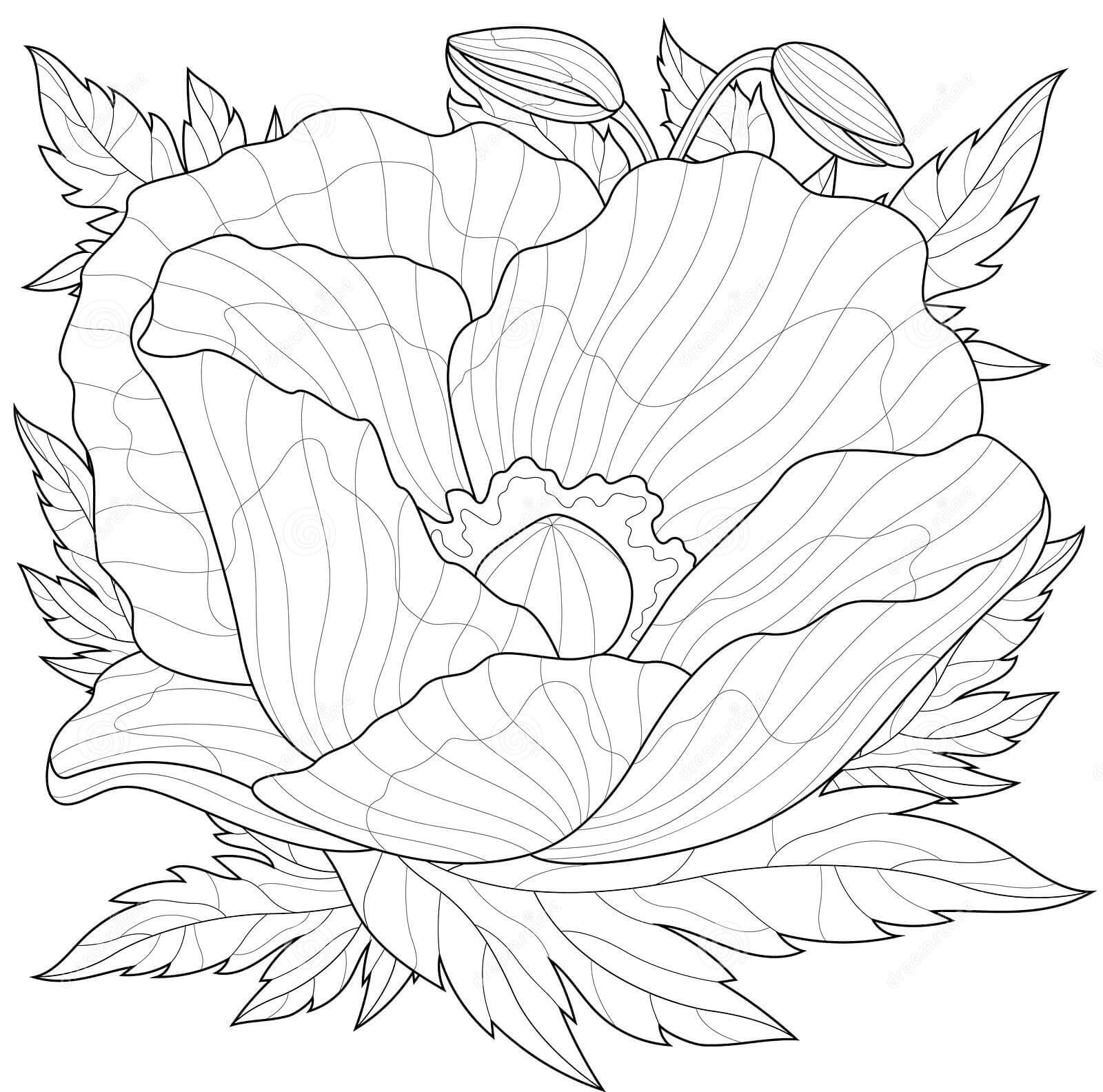 Dibujo de Amapola Con Hojas Alrededor para Colorear y Imprimir