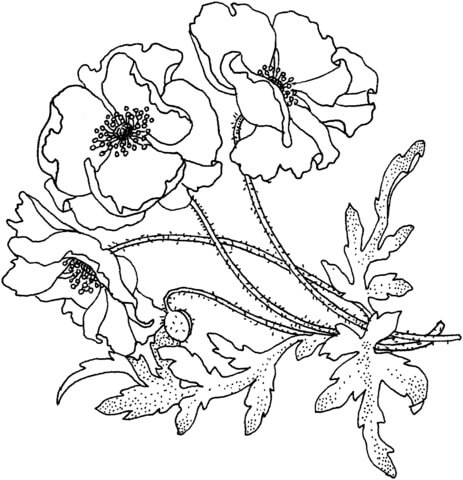 Dibujo de Amapola Del Día Del Recuerdo para Colorear y Imprimir