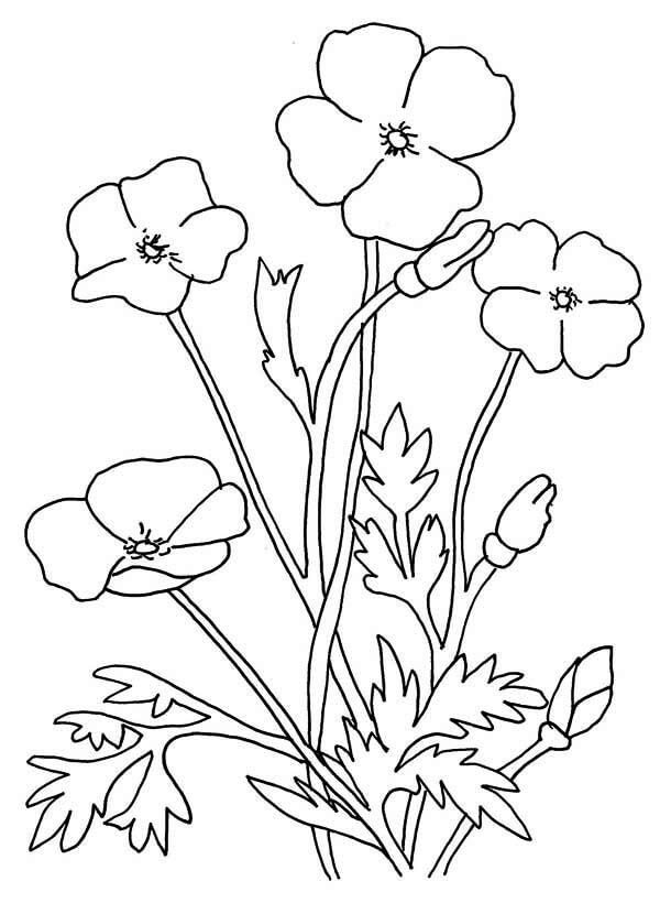 Dibujo de Amapola Dulce para Colorear y Imprimir