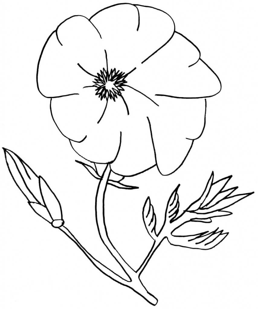 Dibujo de Amapola Hermosa 1 para Colorear y Imprimir
