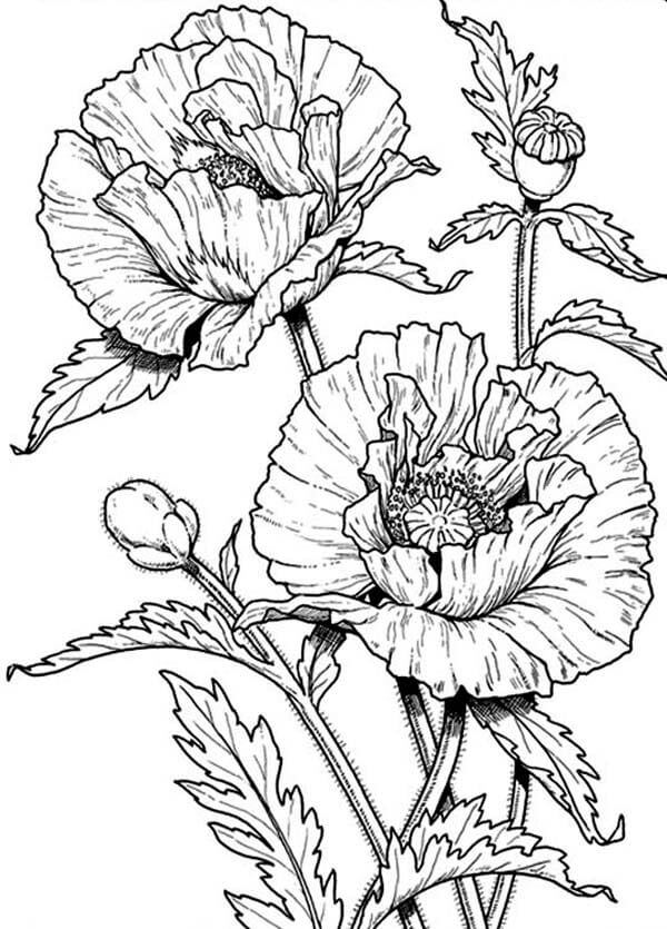 Dibujo de Amapola Impresionante para Colorear y Imprimir