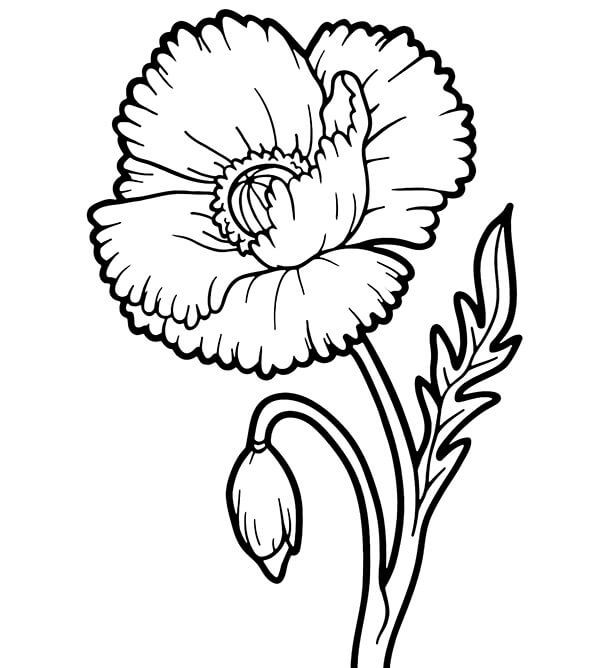 Dibujo de Amapola Imprimible para Colorear y Imprimir