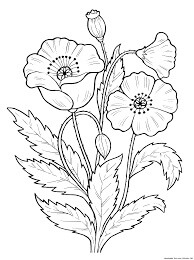 Dibujo de Amapola Normal para Colorear y Imprimir