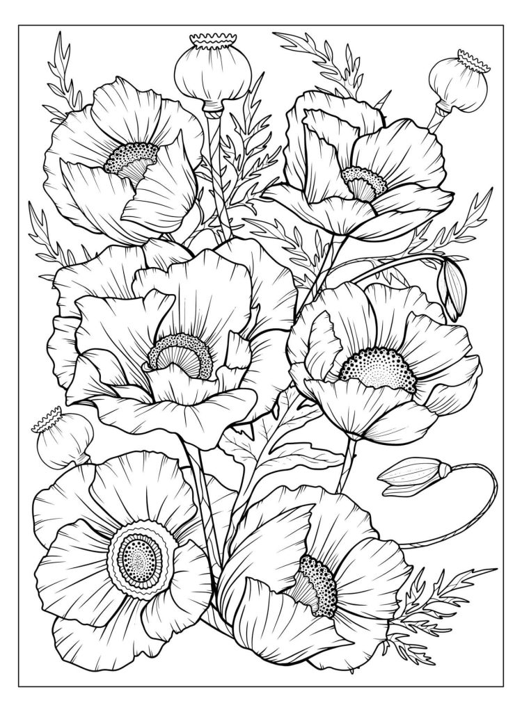 Dibujo de Amapola para Adultos para Colorear y Imprimir