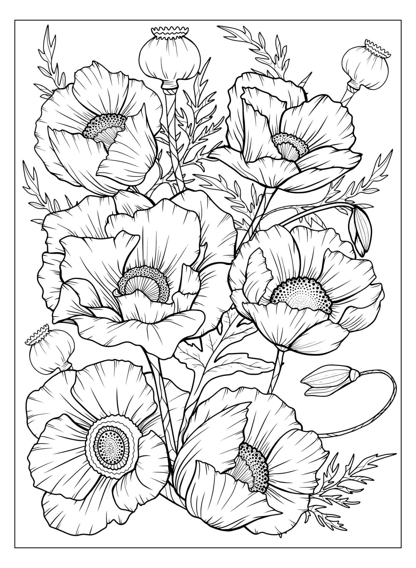 Dibujo de Amapola para Adultos para Colorear y Imprimir