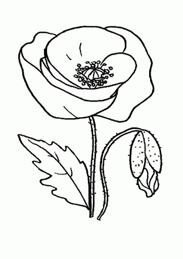 Dibujo de Amapola Simple para Colorear y Imprimir