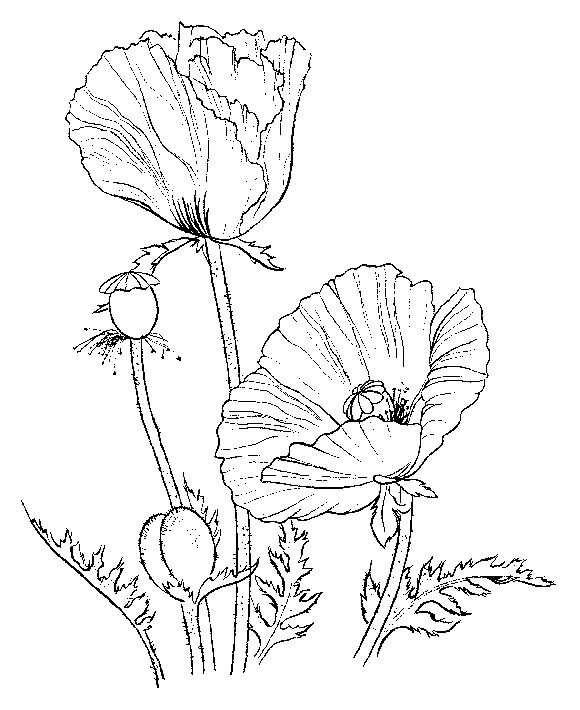 Dibujo de Dibujo de Amapola para Colorear y Imprimir