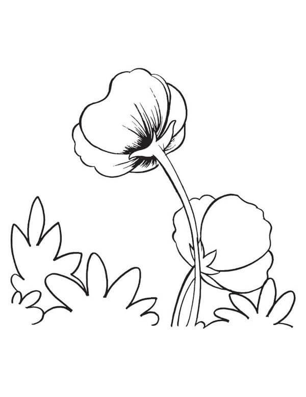 Dibujo de dos Amapolas para Colorear y Imprimir