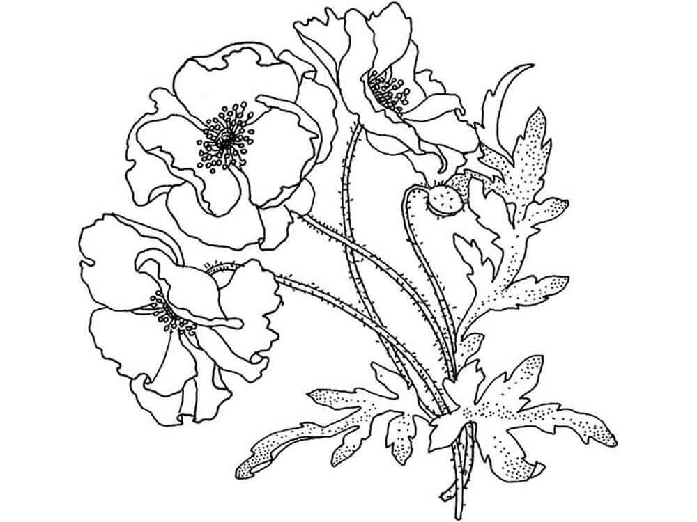 Dibujo de Gran Amapola para Colorear y Imprimir