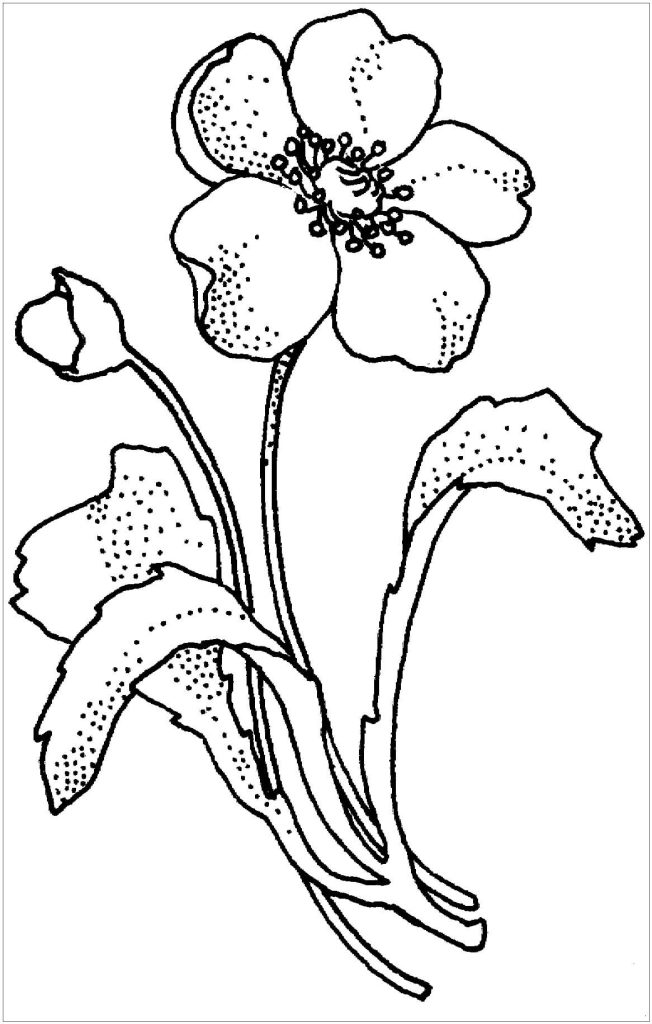 Dibujo de Papaveraceae Amapola Flor para Colorear y Imprimir