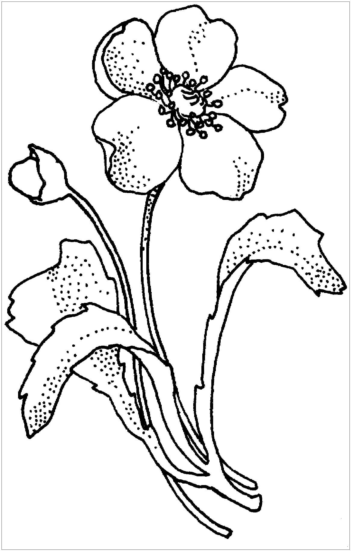 Dibujo de Papaveraceae Amapola Flor para Colorear y Imprimir