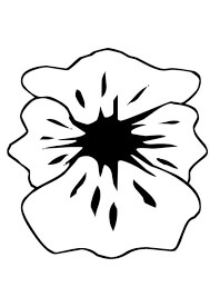 Amapola para Colorear