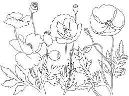 Dibujo de Racimos de Amapola para Colorear y Imprimir